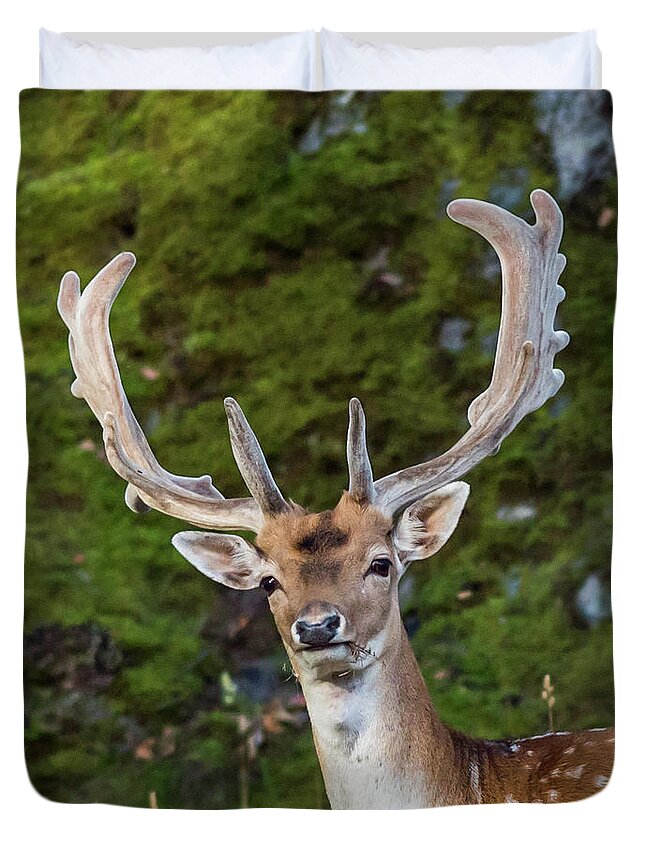 Fallow Deer Buck Duvet Cover featuring the photograph Fallow Deer Buck a closeup by Torbjorn Swenelius
