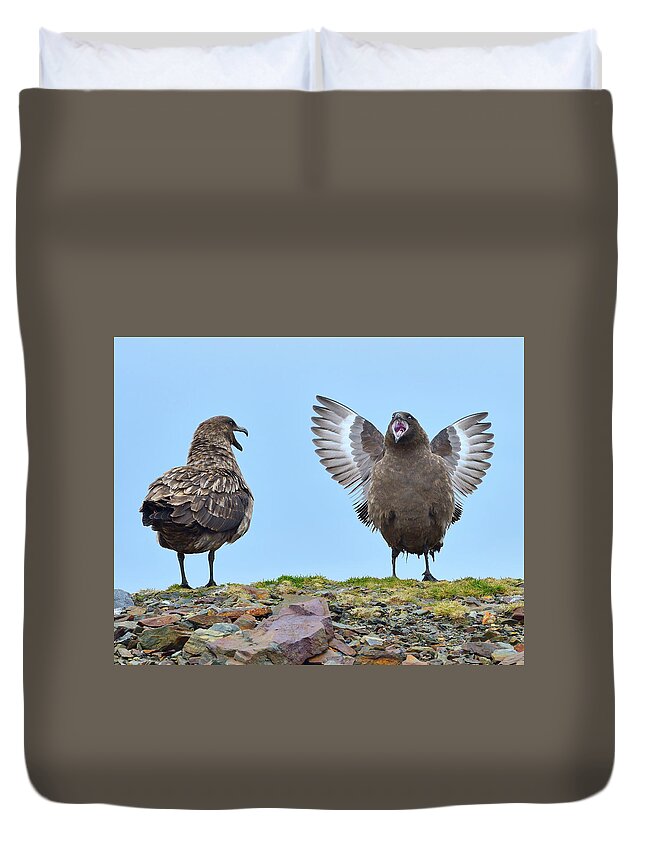 Brown Skua Duvet Cover featuring the photograph Fan Club by Tony Beck