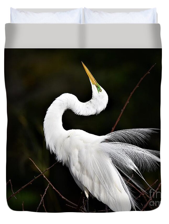 Great White Egret Duvet Cover featuring the photograph Feathers On Display by Julie Adair