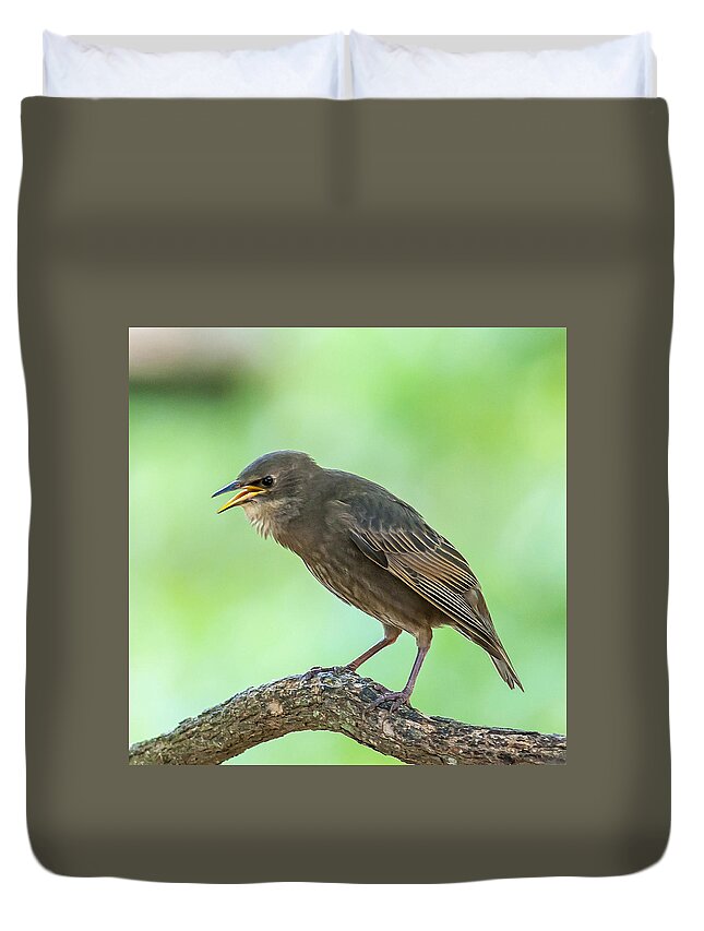 Starling Duvet Cover featuring the photograph Feed Me by Cathy Kovarik