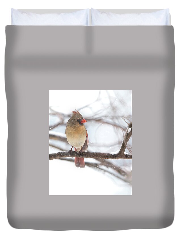 Snow Duvet Cover featuring the photograph Female Cardinal in snow by Jack Nevitt