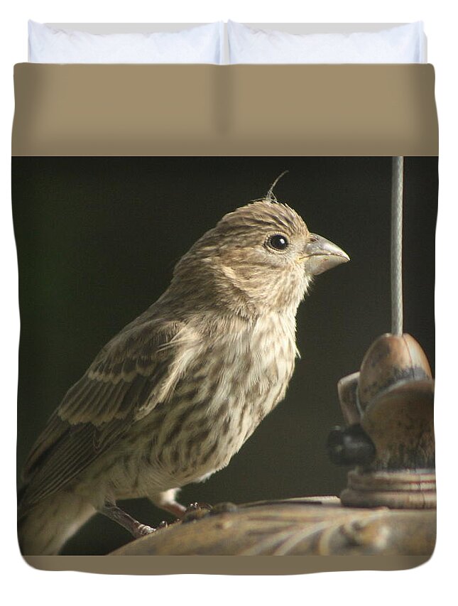 Female House Finch Duvet Cover featuring the photograph Female House Finch on Feeder by Colleen Cornelius