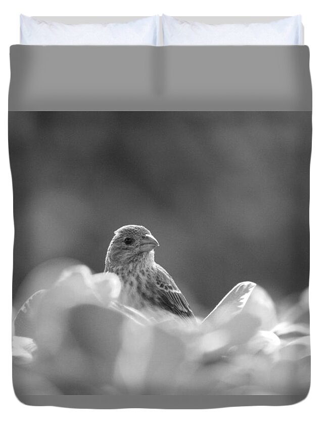 House Finch Duvet Cover featuring the photograph Female House Finch Perched in Black and White by Colleen Cornelius
