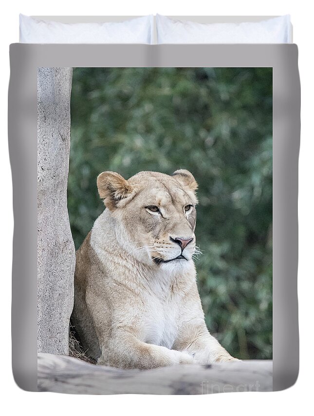 Lion Duvet Cover featuring the photograph Female Lion by Ed Taylor