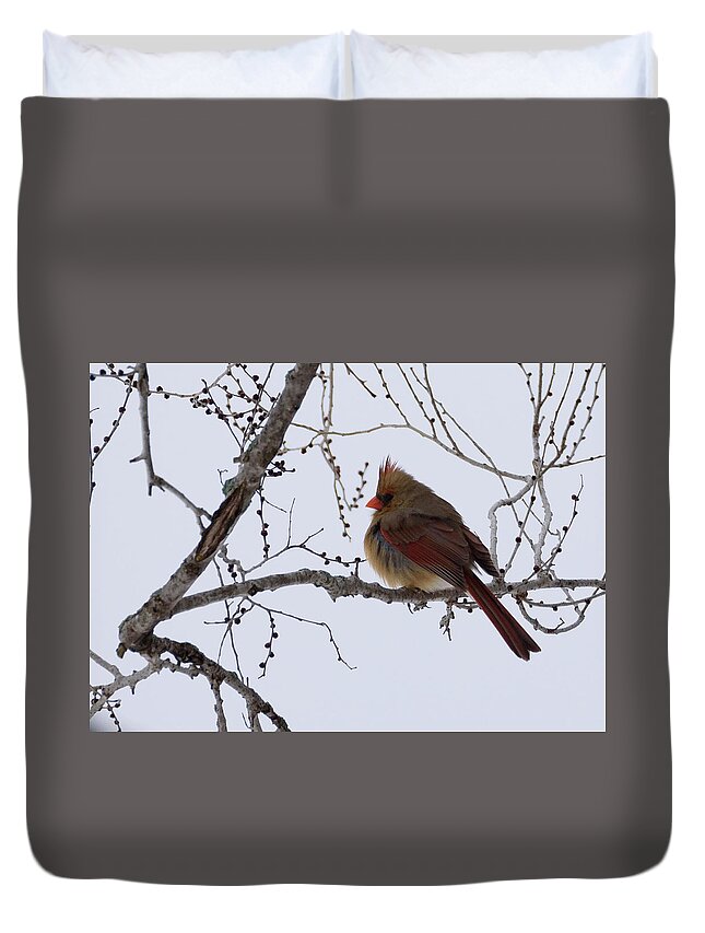 Northern Cardinal Duvet Cover featuring the photograph Female Northern Cardinal by Holden The Moment