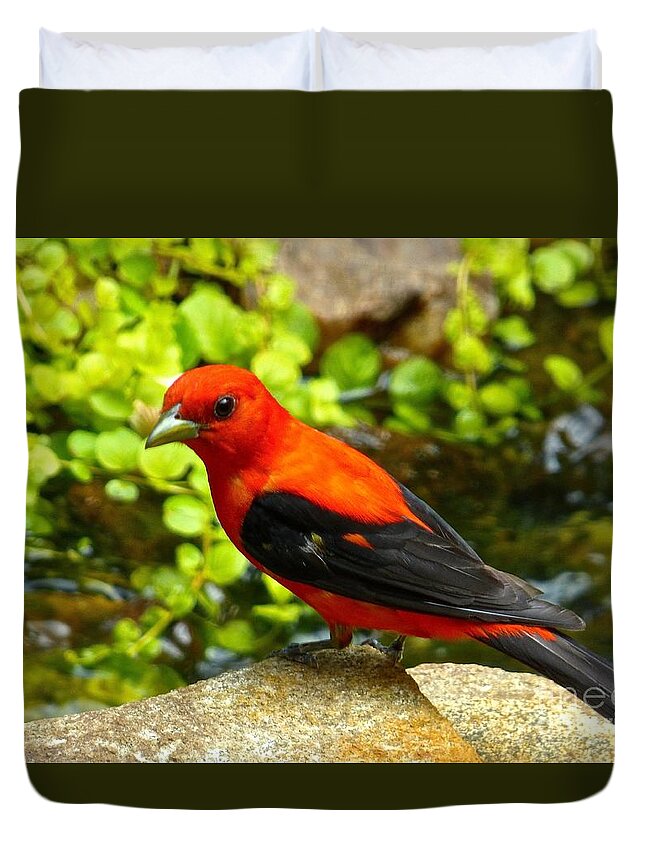 Scarlet Tanager Duvet Cover featuring the photograph Fiddle-dee-dee by Jean Wright