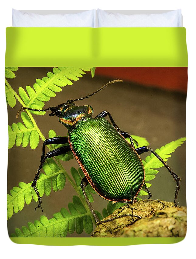 Insect Duvet Cover featuring the photograph Fiery Hunter Carabid by Douglas Barnett