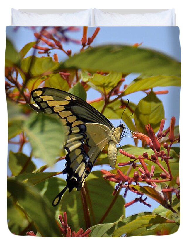 Butterfly Duvet Cover featuring the photograph Firebush Nectar by Carol Bradley