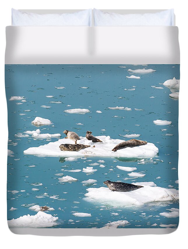 Harbor Seal Duvet Cover featuring the photograph Five Habor Seals on Ice Flows by Allan Levin