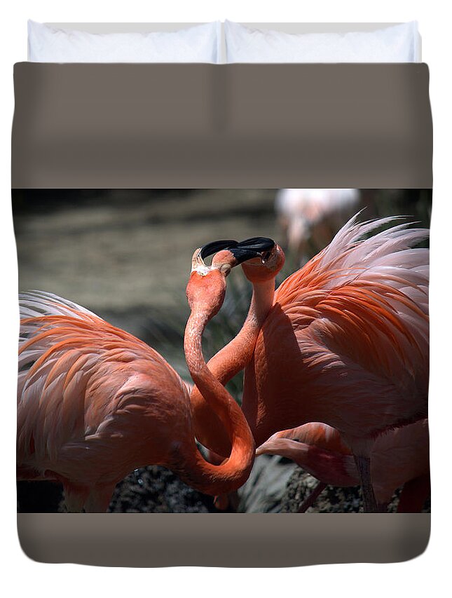 Flamingo Duvet Cover featuring the photograph Flamingo Face Off by Lori Seaman
