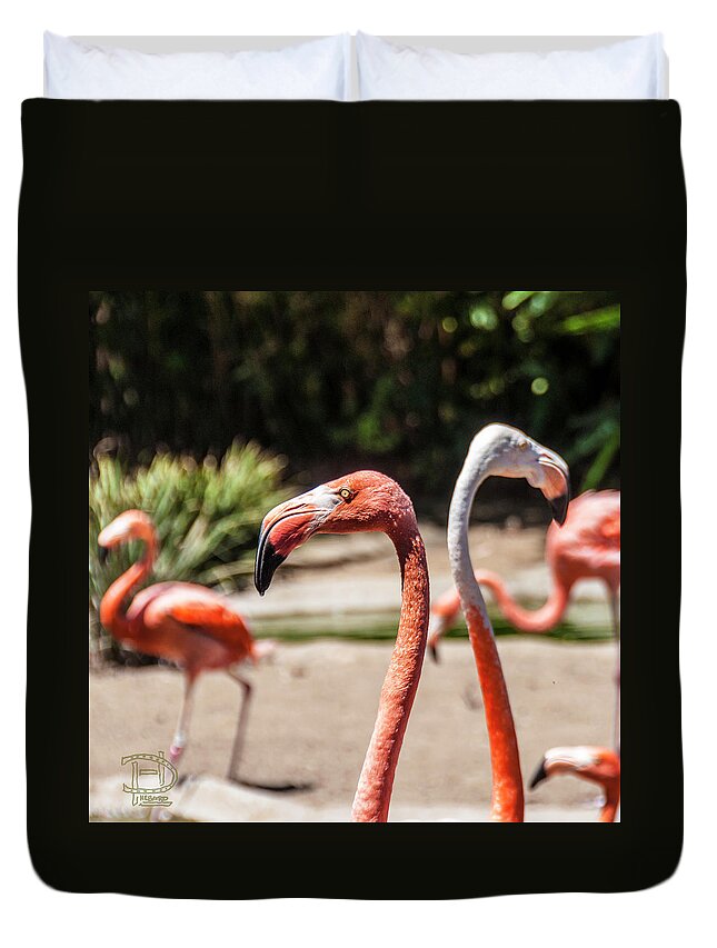  American Flamingo Duvet Cover featuring the photograph Flamingo Pair by Daniel Hebard