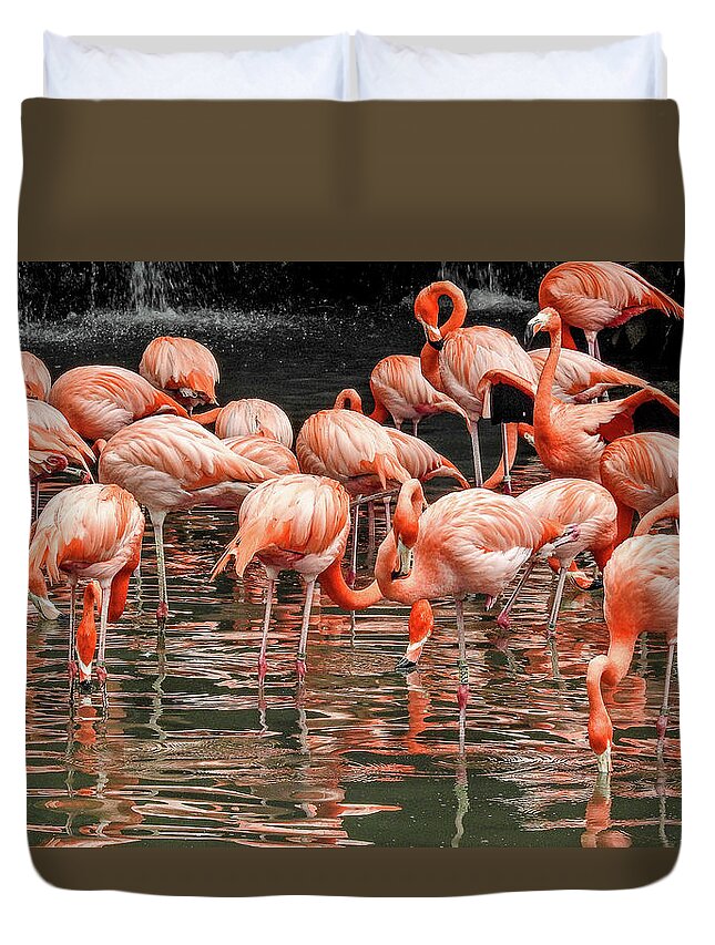 Flamingo Duvet Cover featuring the photograph Flamingo looking for food by Pradeep Raja Prints