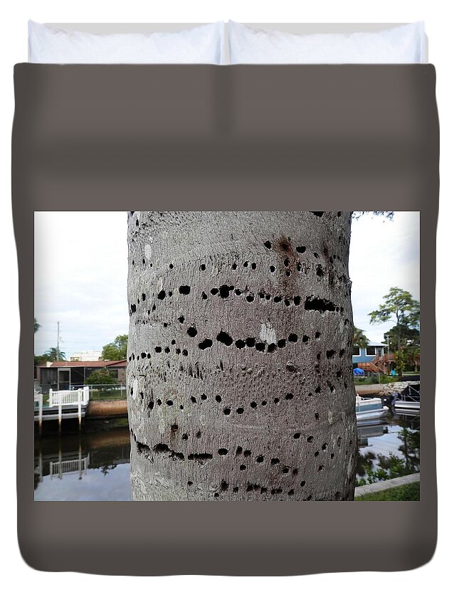 #crazy #woodpecker #holes On #palm Tree In #port Richey #florida #canal Side Duvet Cover featuring the photograph Florida Palm Pecked by Woodpecker by Belinda Lee