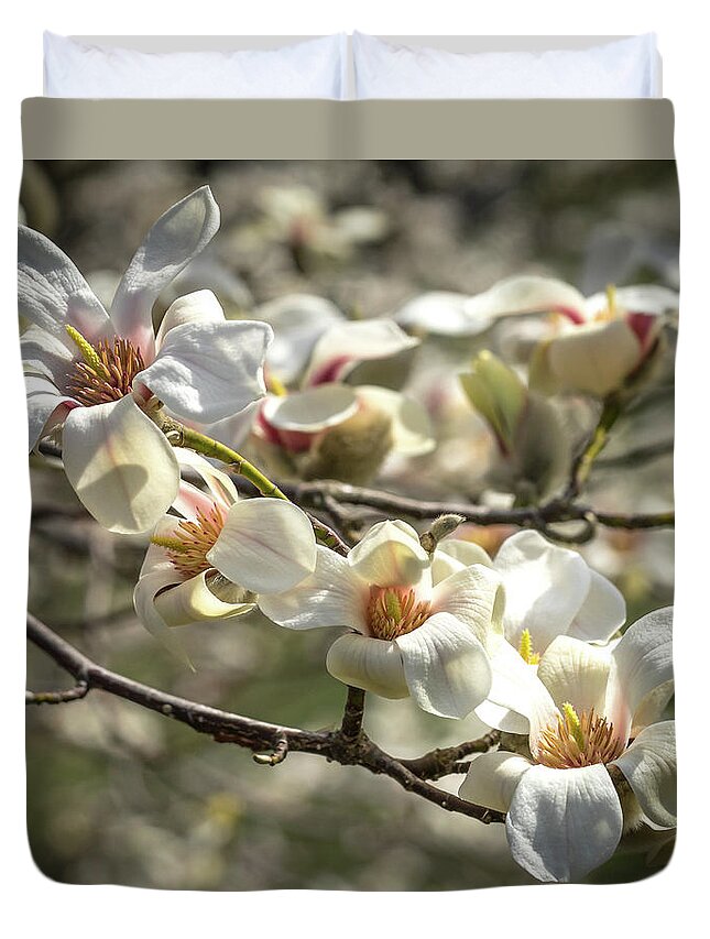 Cathy Donohoue Photography Duvet Cover featuring the photograph Flowering Magnolia by Cathy Donohoue