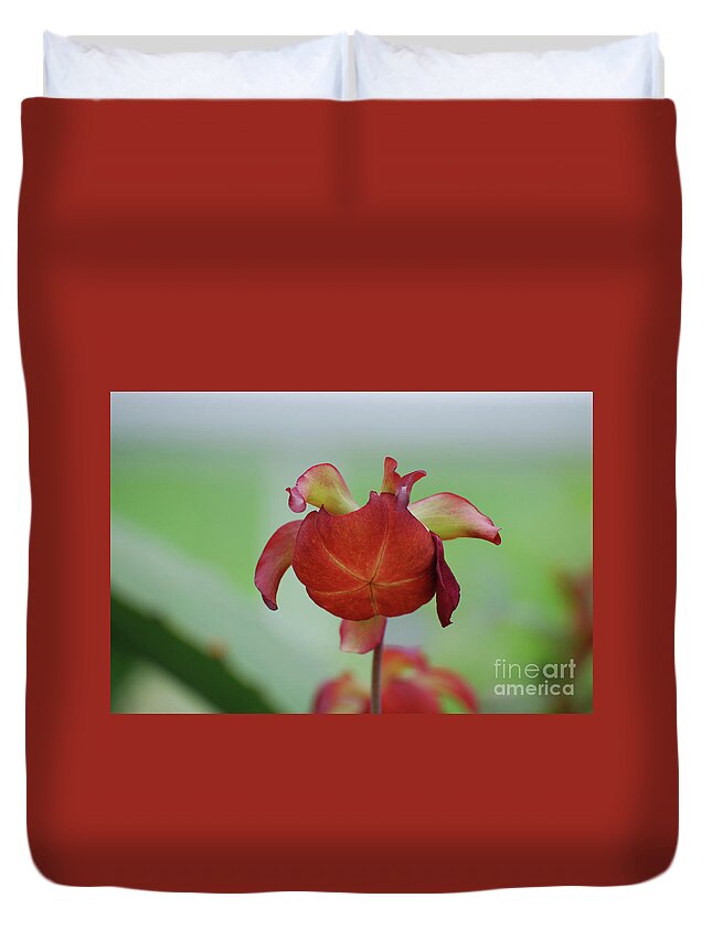 Pitcher Plant Duvet Cover featuring the photograph Flowering Red Adam's Pitcher Plant by DejaVu Designs
