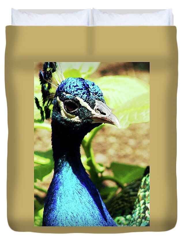 Peacock Feathers Duvet Cover featuring the photograph Focused by Raquel Daniell