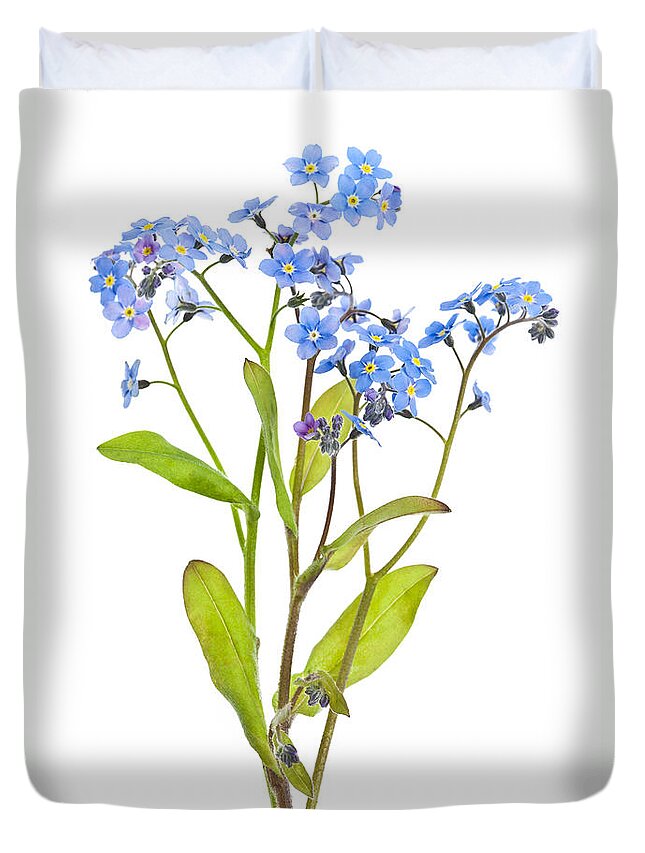 Forget-me-not flowers on white Photograph by Elena Elisseeva
