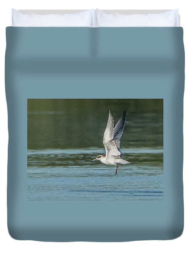 Forster's Duvet Cover featuring the photograph Forster's Tern 092017-5021-1cr by Tam Ryan