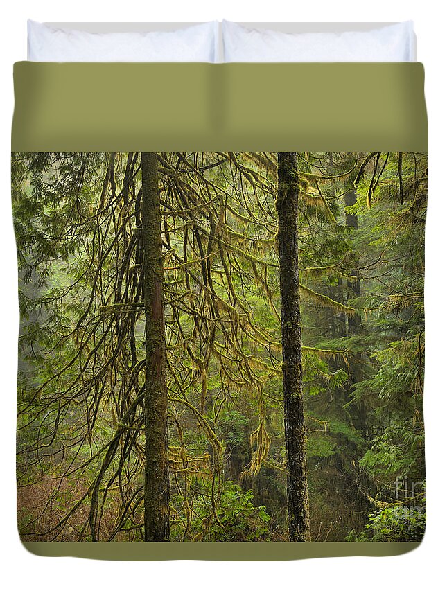 Rainforest Duvet Cover featuring the photograph Four Trunks by Adam Jewell
