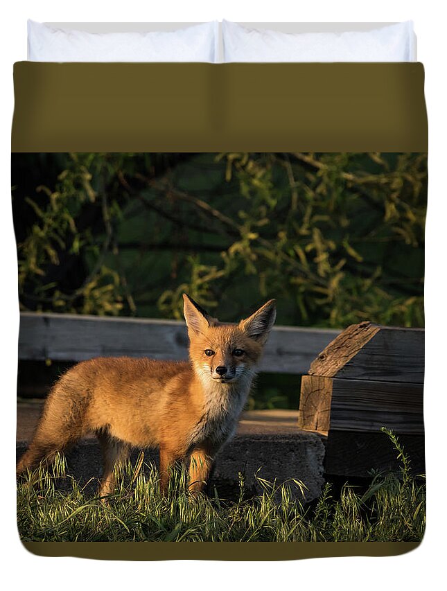 Jay Stockhaus Duvet Cover featuring the photograph Fox 2 by Jay Stockhaus