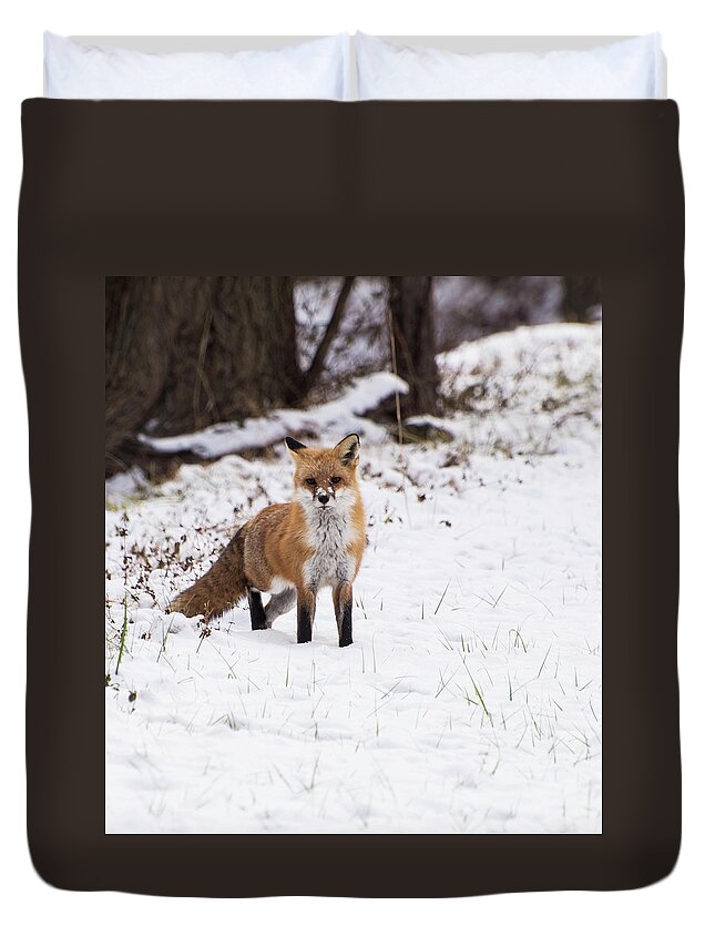 Animals Duvet Cover featuring the photograph Fox 4 by Paul Ross