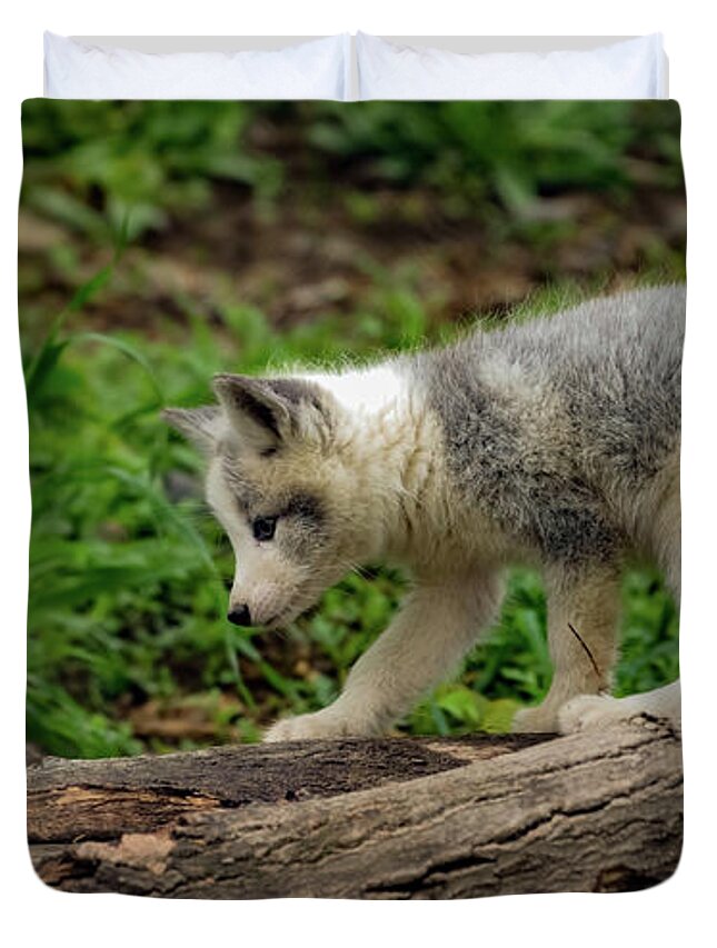 Fox Cub Duvet Cover featuring the photograph Fox cub exploring by Sam Rino