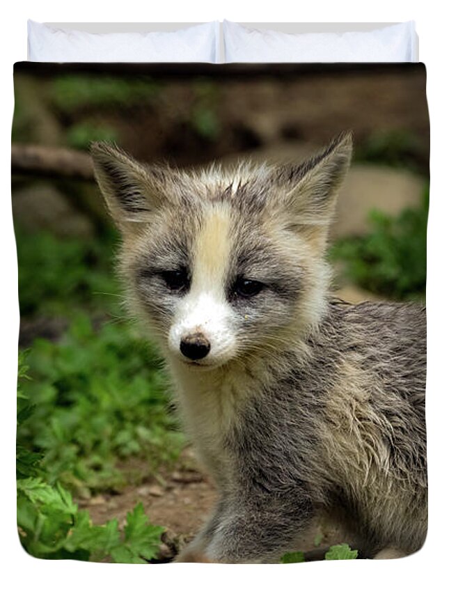 Fox Cub Duvet Cover featuring the photograph Fox cub portrait by Sam Rino