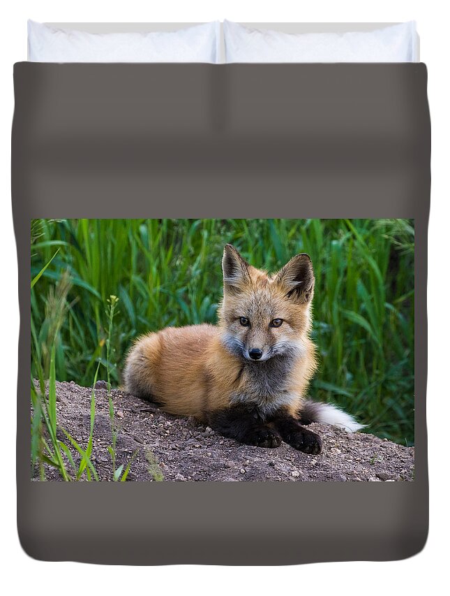 Red Fox Duvet Cover featuring the photograph Fox Kit at Dusk #1 by Mindy Musick King