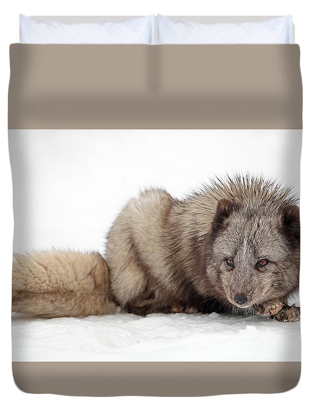 Fox Duvet Cover featuring the photograph Fox on snow by Grant Glendinning