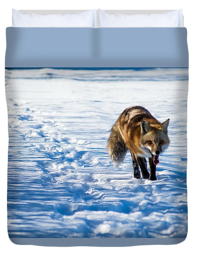 Fox Duvet Cover featuring the photograph Fox path by Stephen Holst