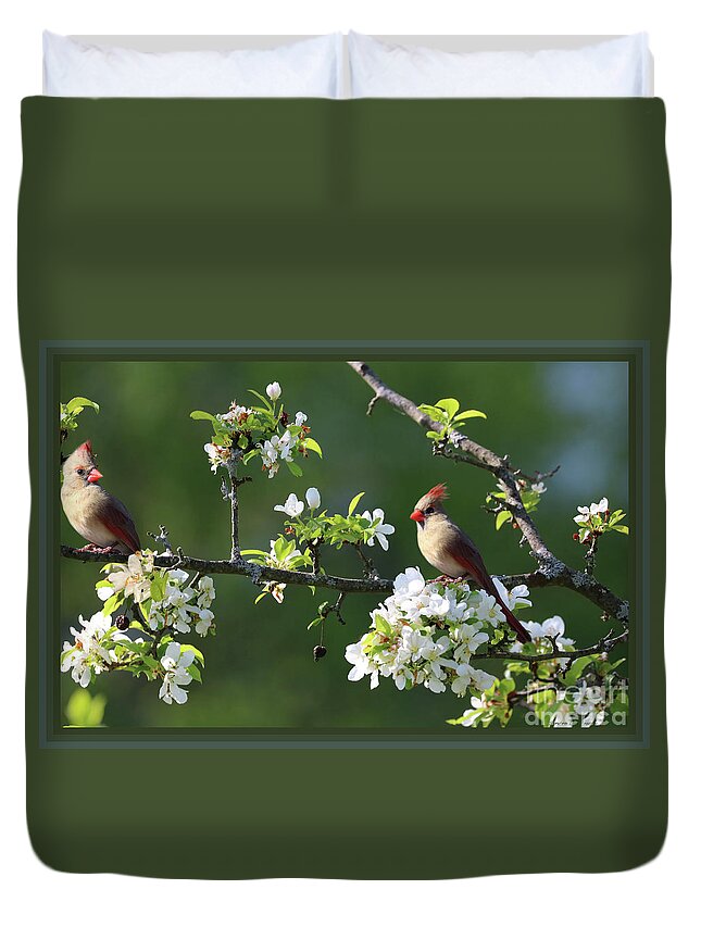 Animals Duvet Cover featuring the photograph Framed Cardinals In Spring by Sandra Huston