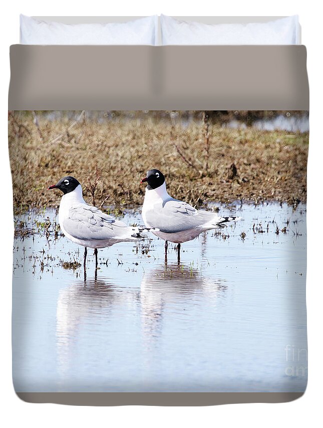Franklin's Gulls Duvet Cover featuring the photograph Franklin's Gulls by Alyce Taylor