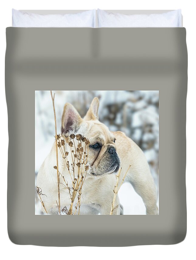 Snow Duvet Cover featuring the photograph French Bulldog in the Snow by Jennifer Grossnickle