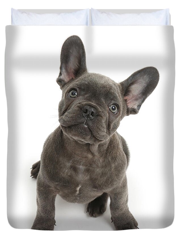 Nature Duvet Cover featuring the photograph French Bulldog Puppy by Mark Taylor