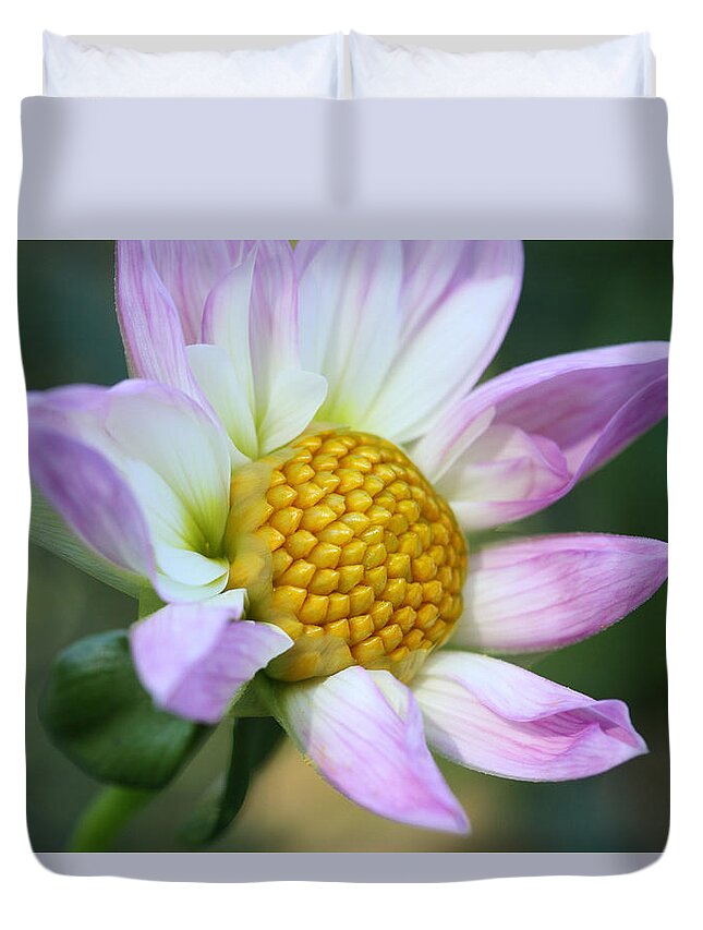 Connie Handscomb Duvet Cover featuring the photograph Fresh As A Dahlia by Connie Handscomb
