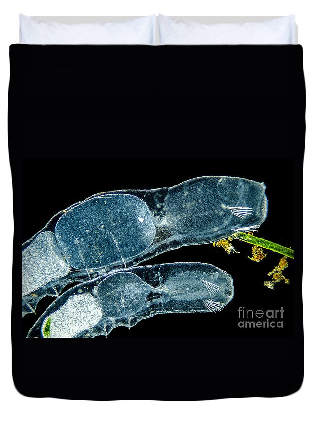 Fresh Water Duvet Cover featuring the photograph Freshwater Annelids Chaetogaster Sp,, Lm by Rubn Duro/BioMEDIA ASSOCIATES LLC