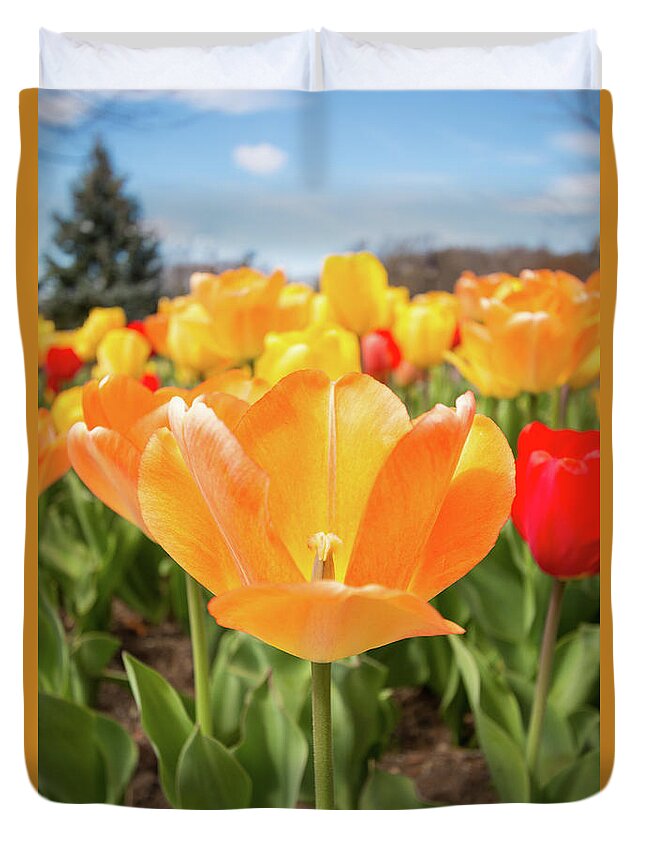 Tulips Tulip Outside Outdoors Botany Botanic Botanical Flowers Plants Garden Gardening Ma Mass Massachusetts Sky Brian Hale Brianhalephoto New England Newengland Duvet Cover featuring the photograph Front of the Tulips by Brian Hale