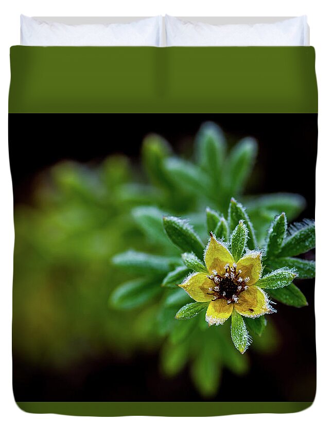 Frostnipped Shrubby Cinquefoil Duvet Cover featuring the photograph Frostnipped Shrubby Cinquefoil by Torbjorn Swenelius