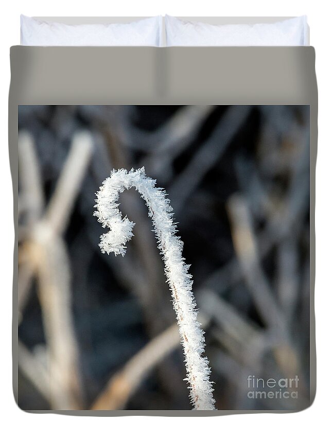 Cane Duvet Cover featuring the photograph Frozen Cane by Michael Dawson