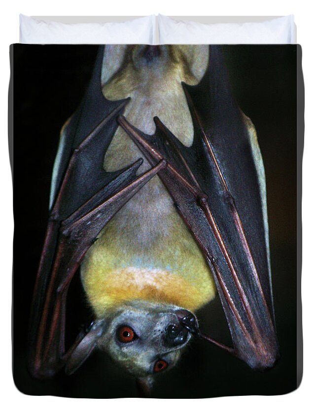 Fruit Bat Duvet Cover featuring the photograph Fruit Bat by Anthony Jones