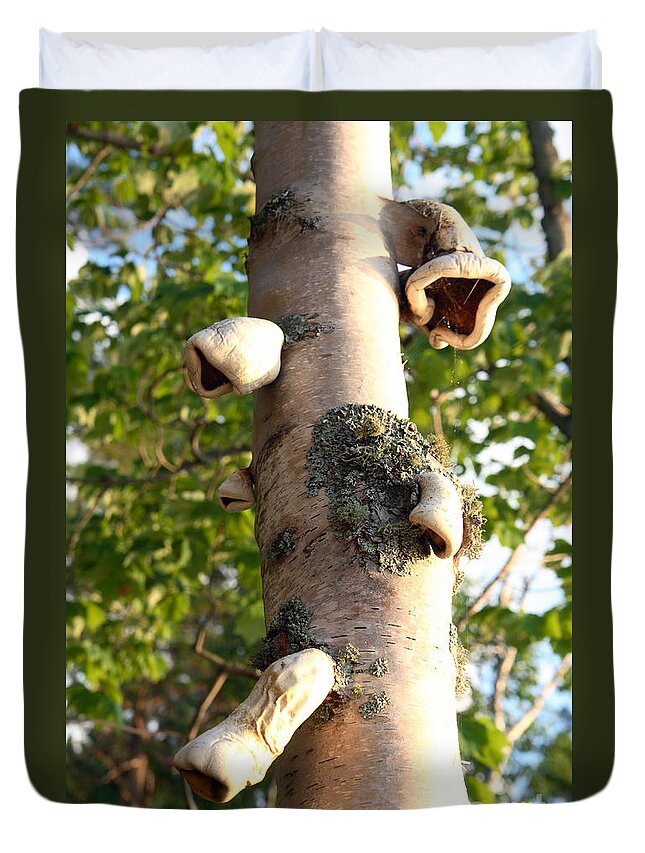 Fungus On Birch Tree Duvet Cover For Sale By Ted Kinsman