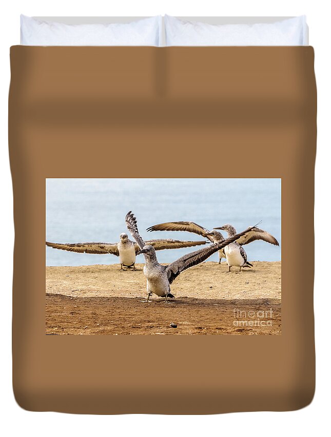 Gannet Duvet Cover featuring the photograph Gannet Chick 2 - Flying School by Werner Padarin