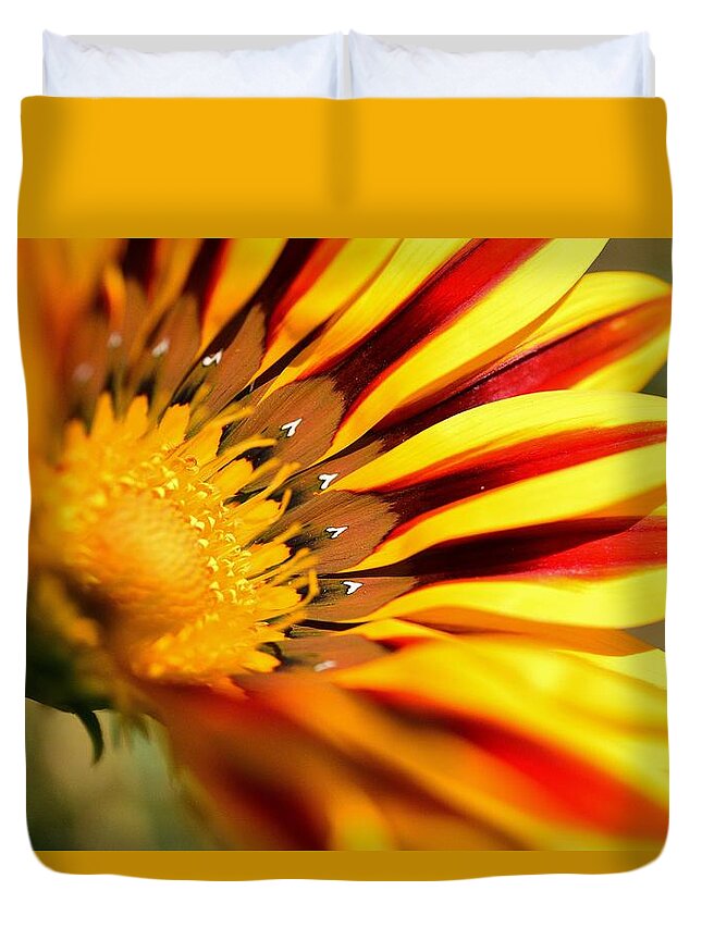 Linda Brody Duvet Cover featuring the photograph Gazania On Fire 1 by Linda Brody