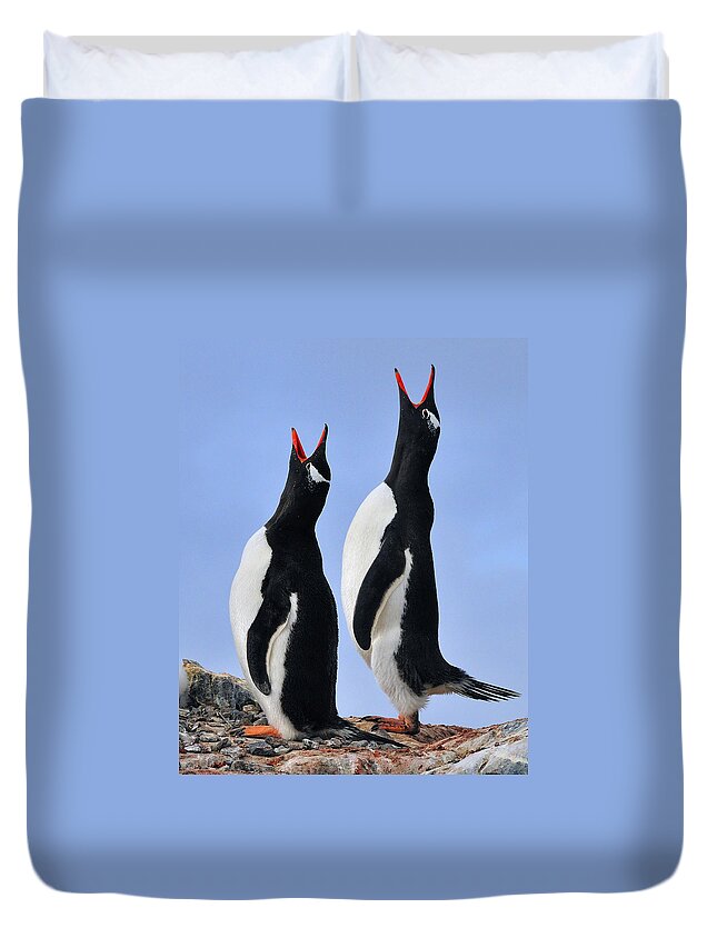 Gentoo Penguin Duvet Cover featuring the photograph Gentoo Love Song by Tony Beck