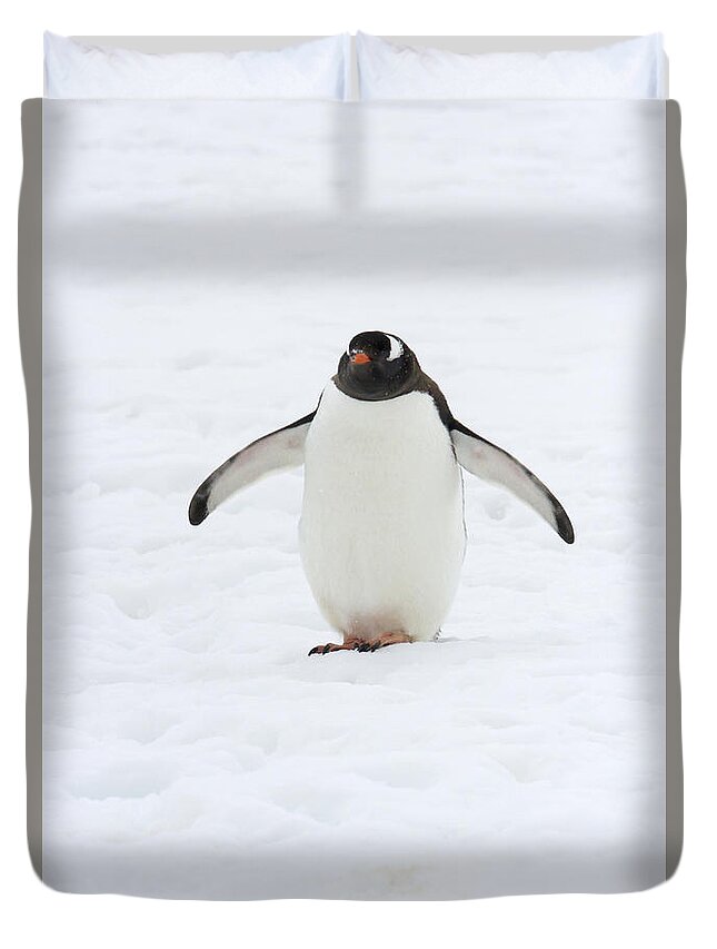 Neko Harbor Duvet Cover featuring the photograph Gentoo penguin walking in snow by Karen Foley