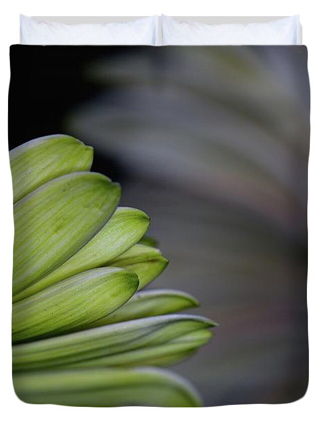 Backs Of Gerbera Blooms Duvet Cover featuring the photograph Gerbera Back Beauty by Debra Sabeck