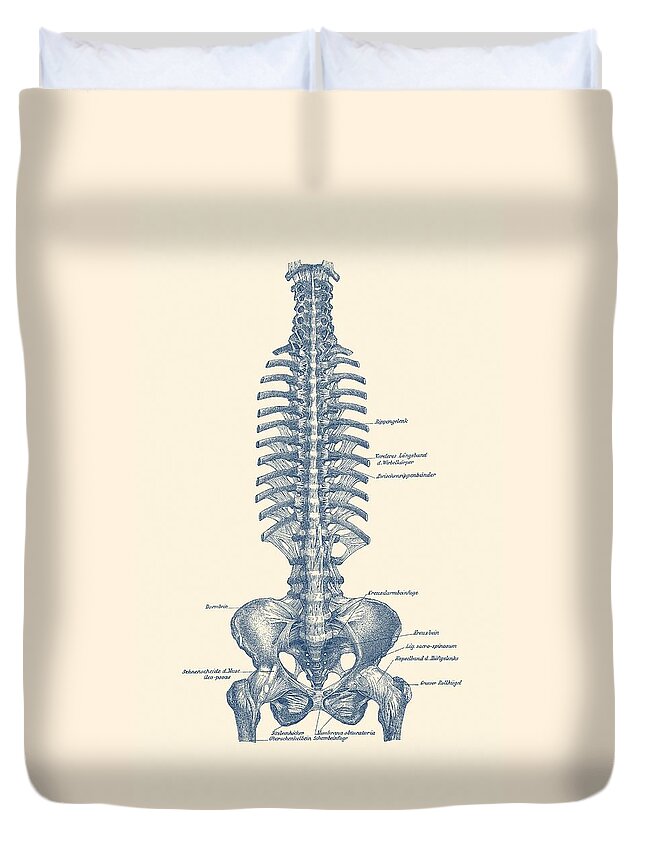 Skeleton Duvet Cover featuring the drawing German Rib and Pelvis Diagram - Vintage Anatomy Poster by Vintage Anatomy Prints