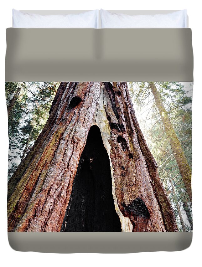 Sequoia National Park Duvet Cover featuring the photograph Giant Forest Giant Sequoia by Kyle Hanson