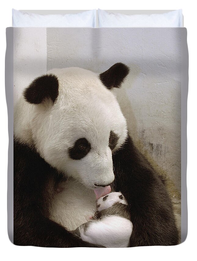 Mp Duvet Cover featuring the photograph Giant Panda Ailuropoda Melanoleuca Xi by Katherine Feng