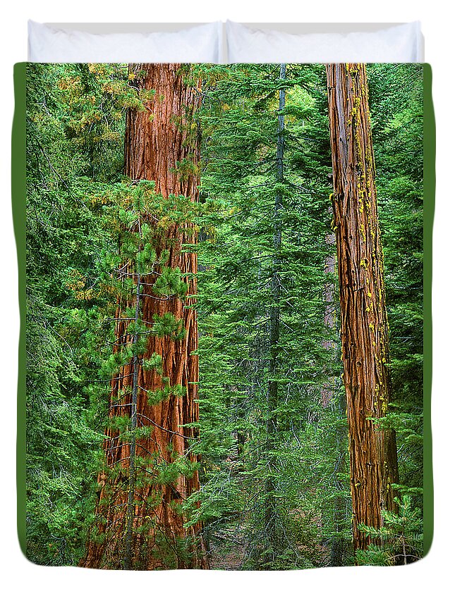 North America Duvet Cover featuring the photograph Giant Sequoias Sequoiadendron Gigantium Yosemite NP CA by Dave Welling